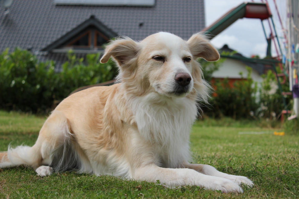 Dog Dog